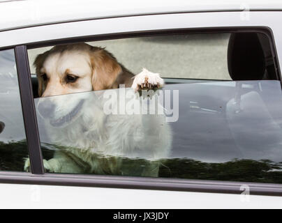 Dog locked in car trying to cool down Stock Photo