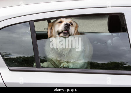 Dog locked in car trying to cool down Stock Photo