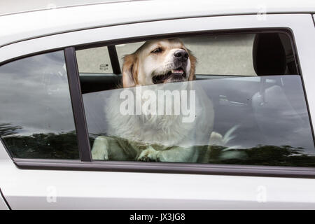 Dog locked in car trying to cool down Stock Photo