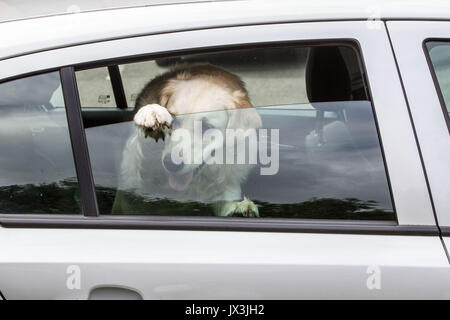 Dog locked in car trying to cool down Stock Photo