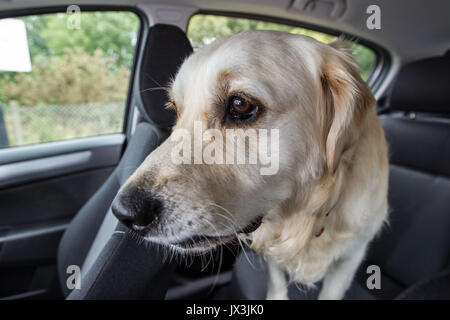 Dog locked in car trying to cool down Stock Photo