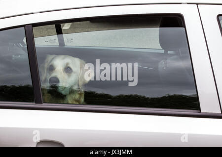 Dog locked in car trying to cool down Stock Photo