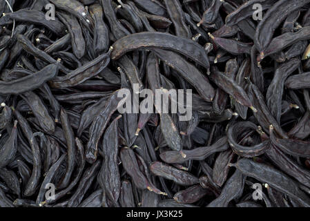 high-angle shot of a pile of ripe carobs after harvesting Stock Photo