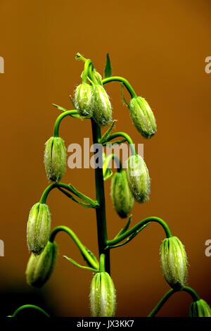Lilium martagon var (Martagon lily or Turk´s cap). Photographed in Latvia Stock Photo