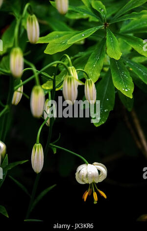 Lilium martagon var (Martagon lily or Turk´s cap). Photographed in Latvia Stock Photo