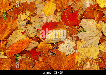 Fallen leaves create a leaf collage on the ground in the Northeast Ohio metroparks during the fall. Stock Photo