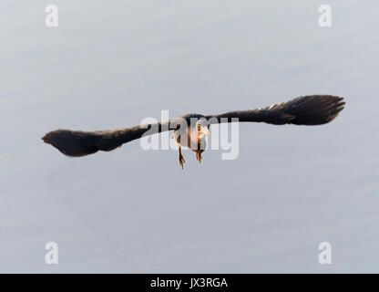 A green heron flies over the Red River in northwest Louisiana Stock Photo