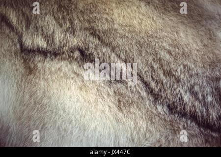 Polar fox fur texture for background. Grey wolf skin. Stock Photo