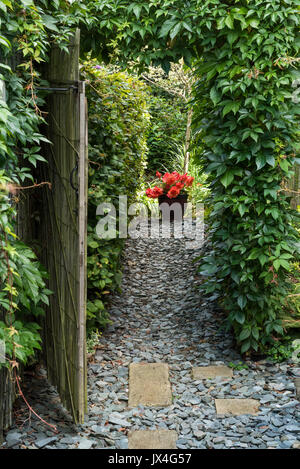 An archway over a garden gate made from the climbing plant Parthenocissus Quinquefolia. Stock Photo