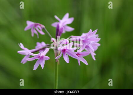 society garlic (tulbaghia violacea) in full bloom in a summer garden border (July), UK Stock Photo