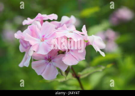 Phlox paniculata 'Rosa Pastell' or Perennial Phlox 'Rosa Pastell' blooming in an English garden border in summer (July), UK Stock Photo