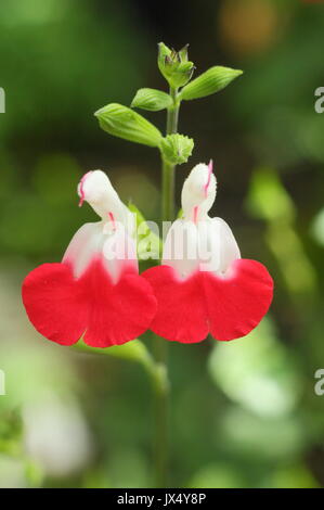 Salvia 'Hot Lips', a bushy ornamental sage with bicolour flowers, in full bloom in an English garden in summer (July), UK Stock Photo