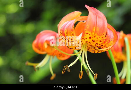 Giant leopard lily (Lilium pardalinum 'giganteum'), also called 'panther lily', in full bloom in a summer garden border (July), UK Stock Photo