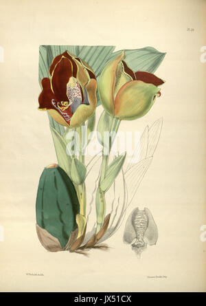 144 A second century of orchidaceous plants (8360499671) Stock Photo
