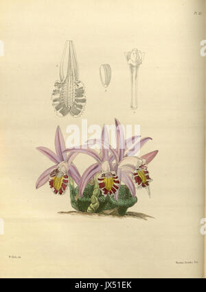 107 A second century of orchidaceous plants (8361543686) Stock Photo
