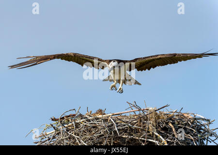 Osprey (Pandion haliaetus) landing on nest, Tigertail Beach, Marco Island, Florida, USA Stock Photo