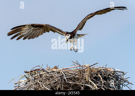 Osprey (Pandion haliaetus) landing on nest, Tigertail Beach, Marco Island, Florida, USA Stock Photo