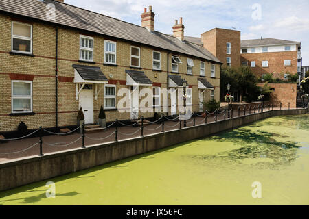 London, UK. 14th Aug, 2017. Residential houses overlooking a canal in Limehouse east London, UK. covered in growing green algae due to the recent hot weather conditions Credit: amer ghazzal/Alamy Live News Stock Photo