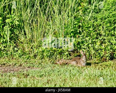 Gainesville, USA, 14 August, 2017. A rabbit ventures out into the steamy, hot sunshine at North Florida's Paynes Prairie Preserve State Park. Credit: Cecile Marion/Alamy Live News. Stock Photo