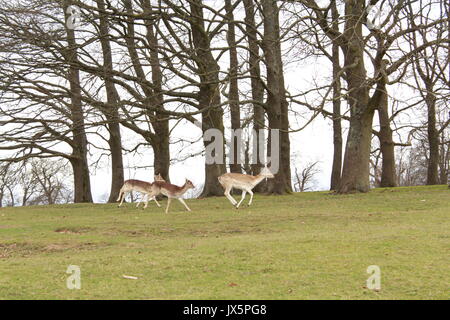 A herd of deer running through a meadow in knole park Stock Photo