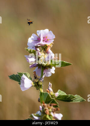 Bumble bee flying above marsh mallow flowers Althea officinalis on salt marshlands of the Gower peninsula in South Wales UK Stock Photo