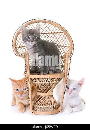 young kitten in front of white background Stock Photo