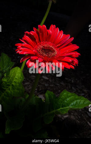 Red Gerbera Daisy, Dark background Stock Photo