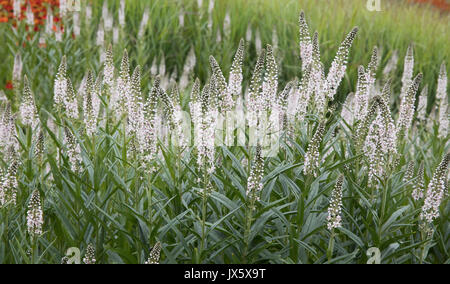 Veronica spicata ' Icicle ' growing in the herbaceous borders of an English garden Somerset UK Stock Photo