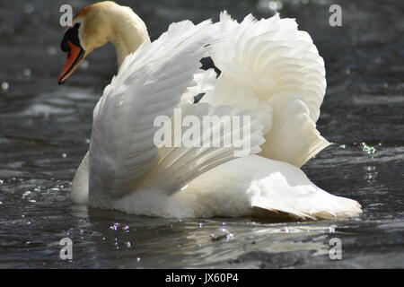 Mute swan on Silver lake