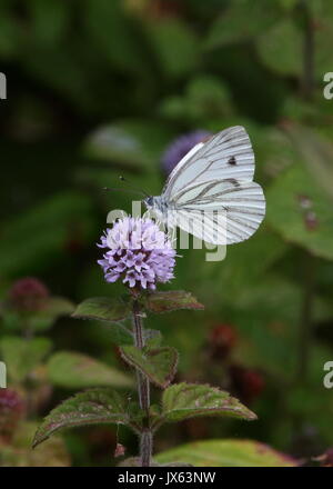 Butterfly Large White side Stock Photo