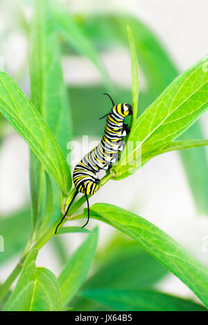 Monarch caterpillar isolated on milkweed plant close up.