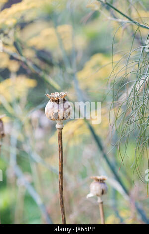 Poppy seedpod capsule in an english garden. UK Stock Photo