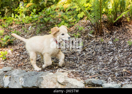 Golden Retriever puppy "Ivy" running on top of a retaining wall in Issaquah, Washington, USA Stock Photo