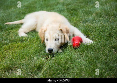 Golden Retriever puppy 'Ivy' resting on his lawn after a romp with his chew toy in Issaquah, Washington, USA Stock Photo