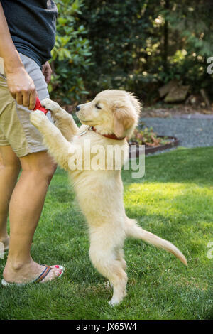 Golden Retriever puppy 'Ivy' struggling to get his chew toy away from his owner in Issaquah, Washington, USA Stock Photo