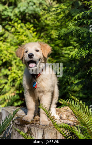 Golden Retriever puppy "Ivy" standing on a tree stump in Issaquah, Washington, USA Stock Photo