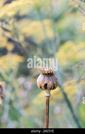 Poppy seedpod capsule in an english garden. UK Stock Photo