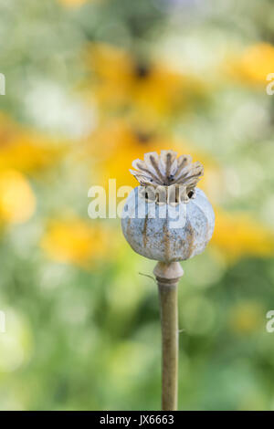 Poppy seedpod capsule in an english garden. UK Stock Photo