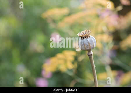 Poppy seedpod capsule in an english garden. UK Stock Photo