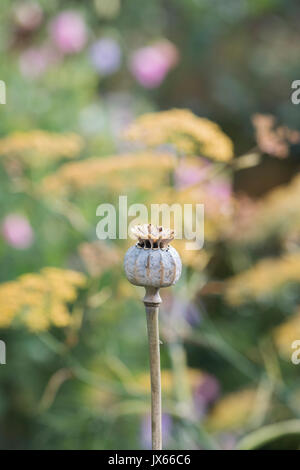 Poppy seedpod capsule in an english garden. UK Stock Photo