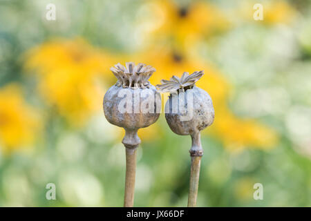 Poppy seedpod capsules in an english garden. UK Stock Photo