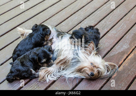 Three Teacup Yorkshire Terrier puppies nursing on a wooden deck in Issaquah, Washington, USA Stock Photo