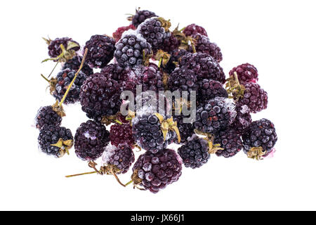 Bunch of frozen blackberries on white. Studio Photo Stock Photo