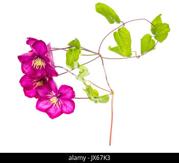 Clematis flower on white. Studio Photo Stock Photo