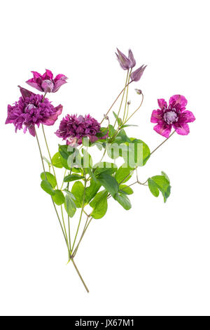 Clematis flower on white. Studio Photo Stock Photo