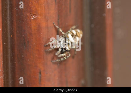 Close-up of a tiny zebra jumping spider (Salticus scenicus) Stock Photo