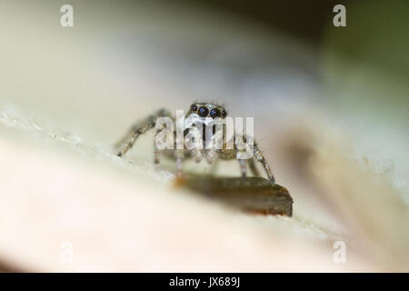 Close-up of a tiny zebra jumping spider (Salticus scenicus) Stock Photo