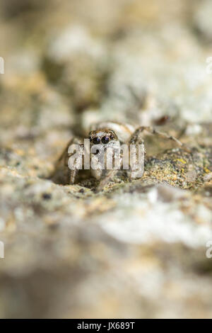 Close-up of a tiny zebra jumping spider (Salticus scenicus) Stock Photo