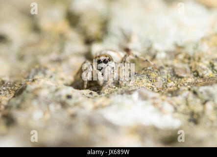 Close-up of a tiny zebra jumping spider (Salticus scenicus) Stock Photo