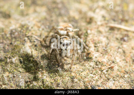 Close-up of a tiny zebra jumping spider (Salticus scenicus) Stock Photo